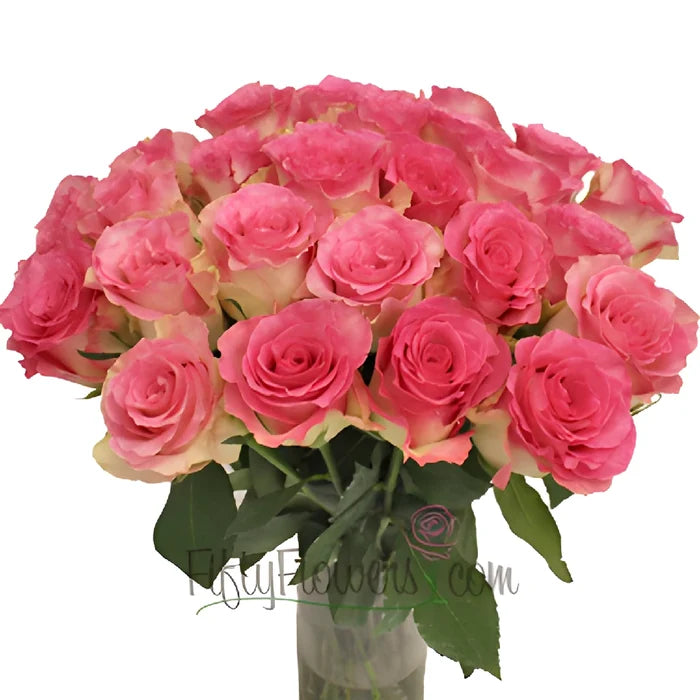 Malibu Pink Rose