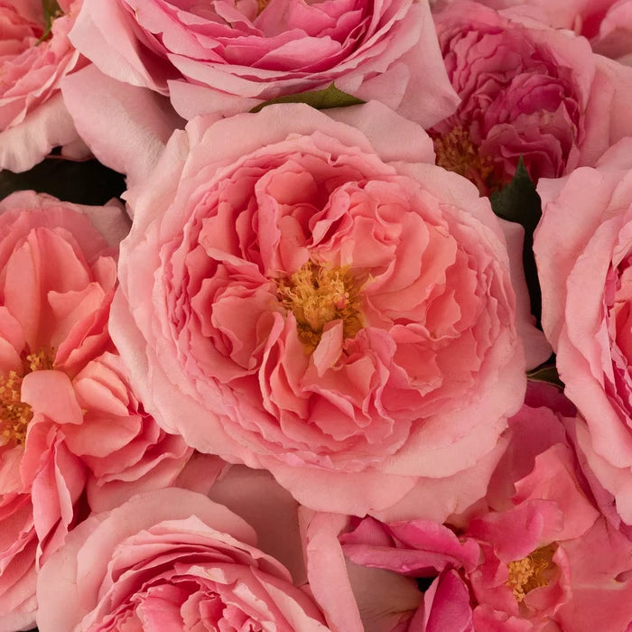 Mayra Queen Pink Garden Rose Close Up - Image