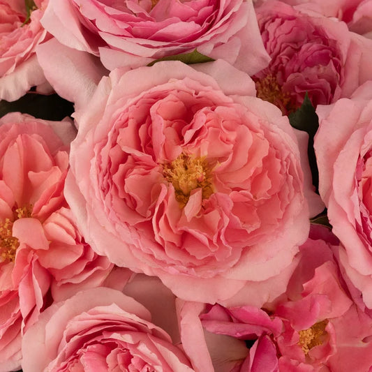 Mayra Queen Pink Garden Rose Close Up - Image