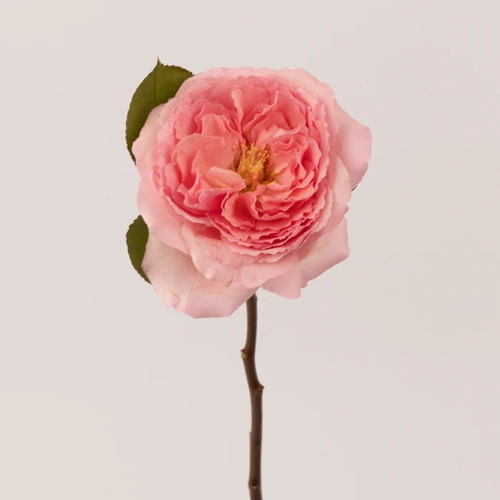 Mayra Queen Pink Garden Rose Stem - Image