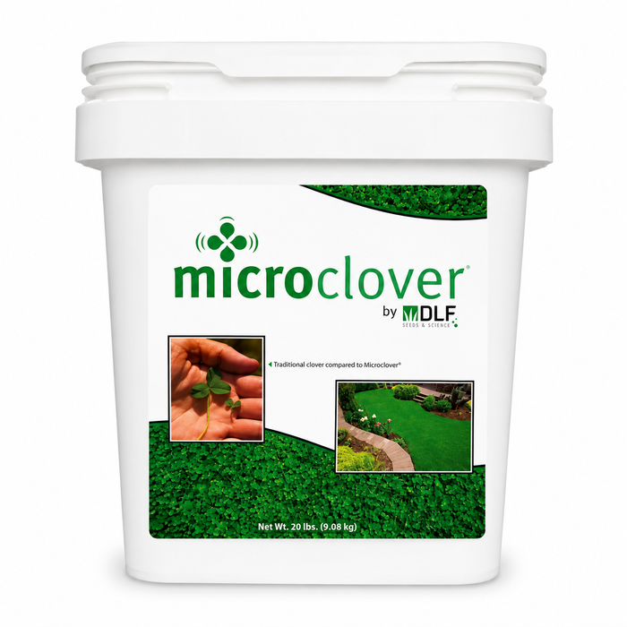 Micro Clover Seed Coated & Inoculated - Seed World