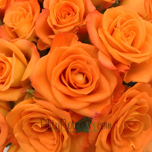 Miracle Tangerine Orange Rose