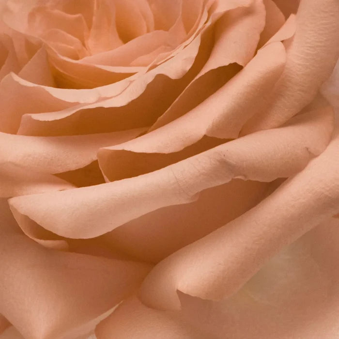 Nurture Fragrance