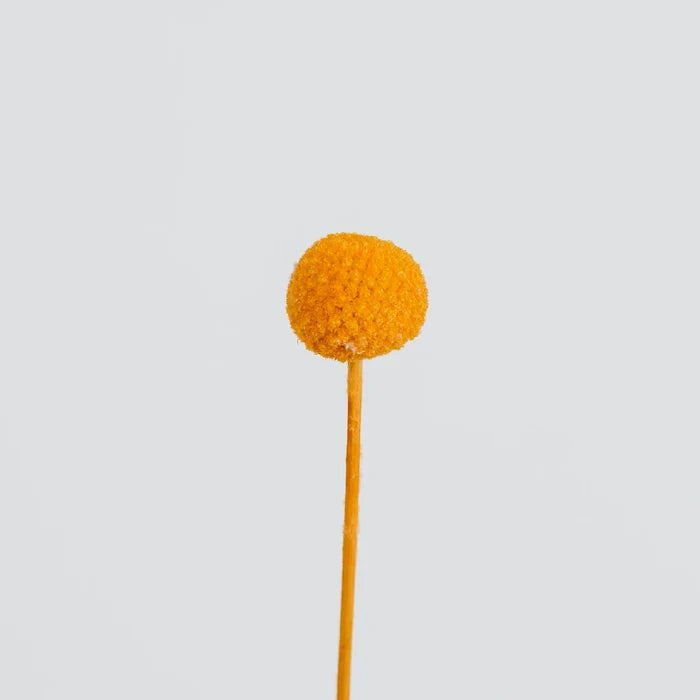 Orange Dried Craspedia Billy Ball Stem - Image