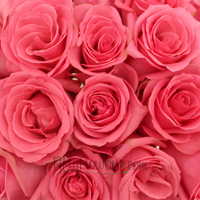 Pavarotti Medium Pink Rose