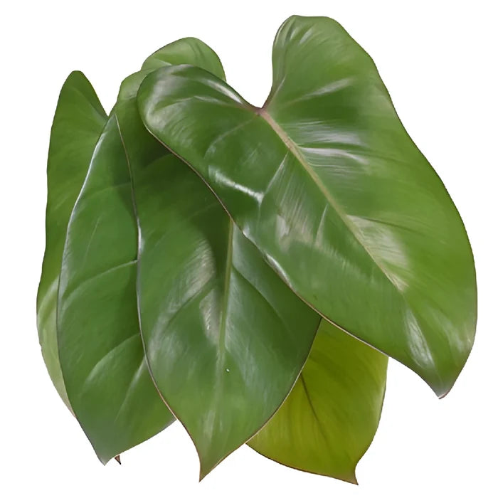 Phiesmeralda Tropical Greens