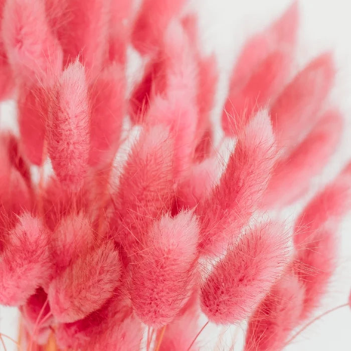 Pink Dried Craspedia Bunny Tails Close Up - Image