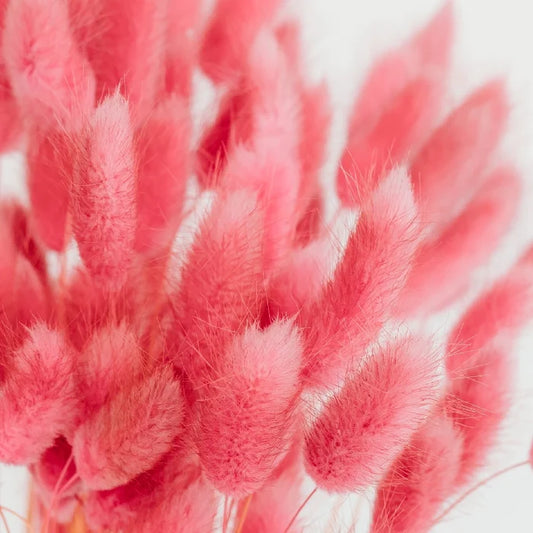 Pink Dried Craspedia Bunny Tails Close Up - Image