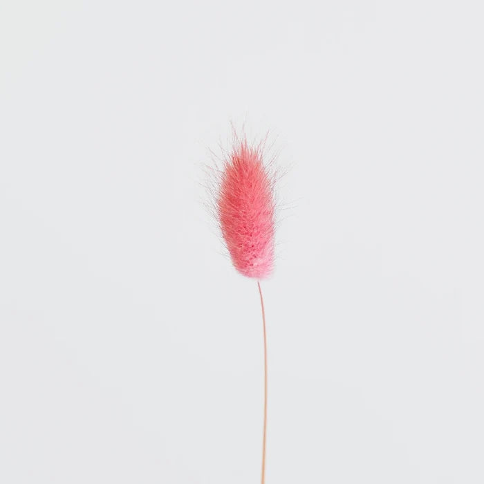 Pink Dried Craspedia Bunny Tails Stem - Image