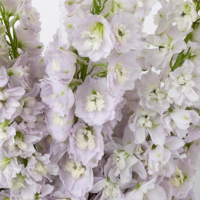 Pink River Designer Delphinium Flower Close Up - Image