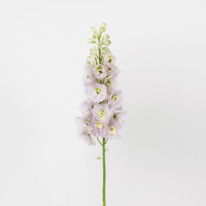 Pink River Designer Delphinium Flower Stem - Image