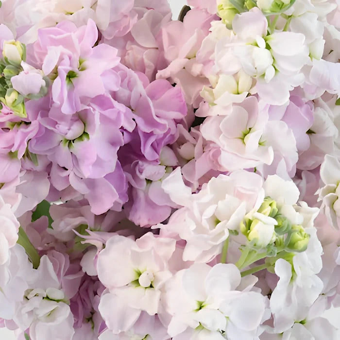 Apple Blossom Pinky Lavender Stock Wholesale Flower Upclose