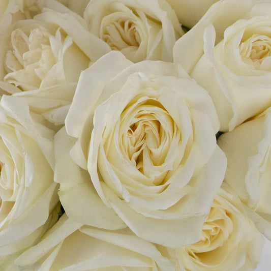 Polo White Wholesale Roses Close Up - Image