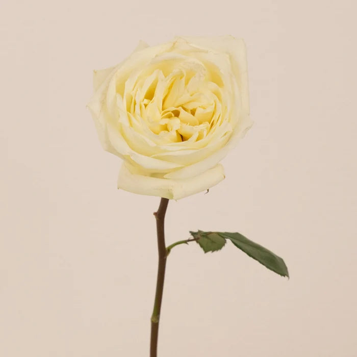 Polo White Wholesale Roses Stem - Image