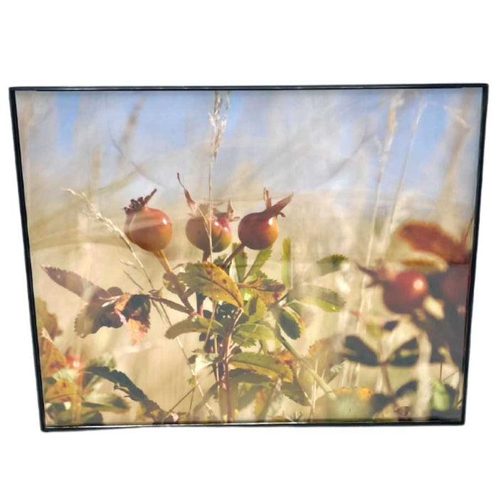 Prairie Rose Photograph | 8x10 Framed Image | 2 The Ends of the Earth