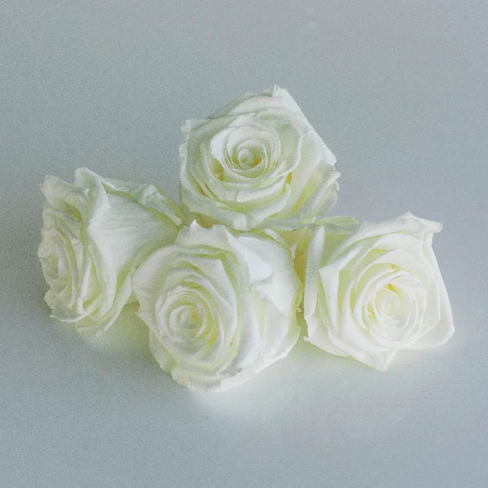 Preserved Ivory Rose Stem - Image