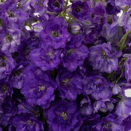 Purple Designer Delphinium Flower Close Up - Image