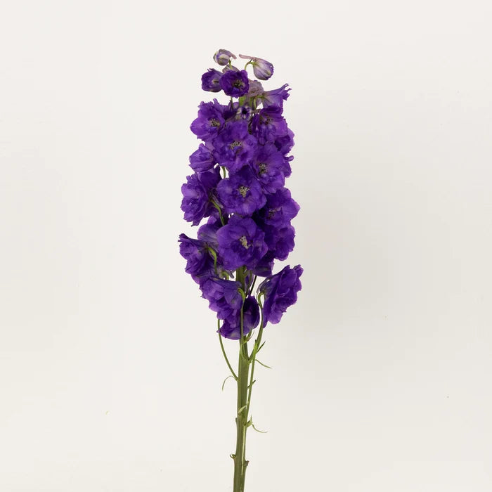 Purple Designer Delphinium Flower Stem - Image