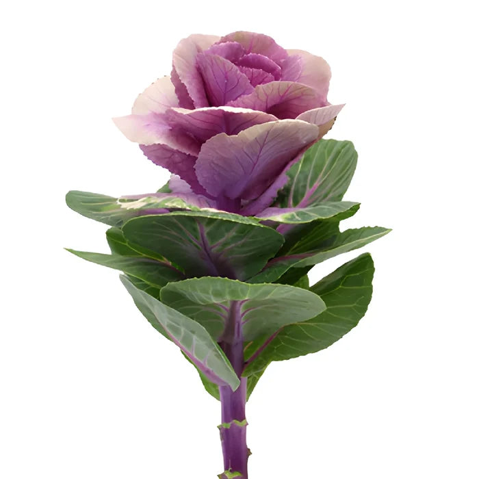 Purple Ombre Ornamental Kale Flowers