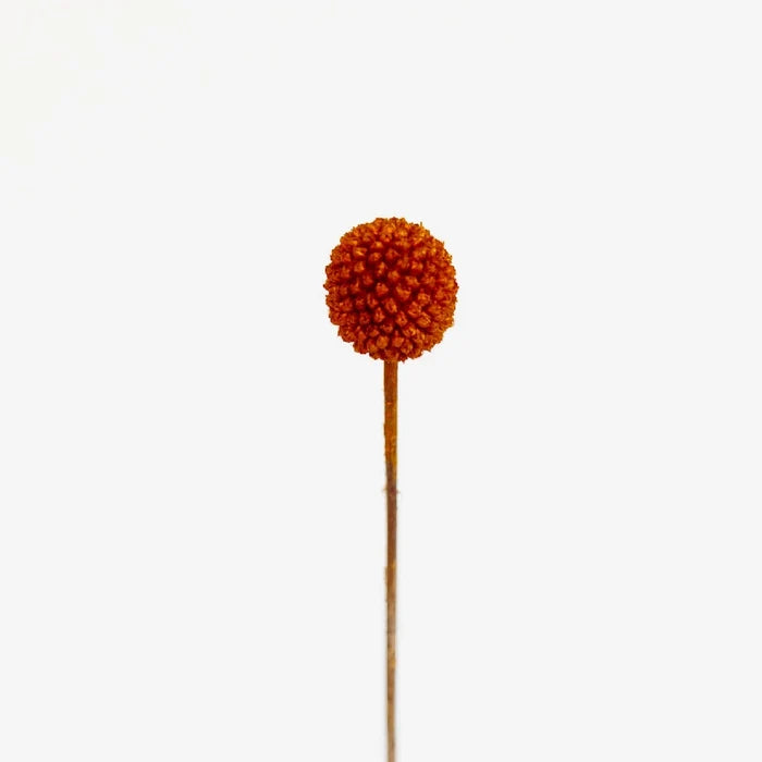 Brown Dried Craspedia Billy Ball Stem - Image