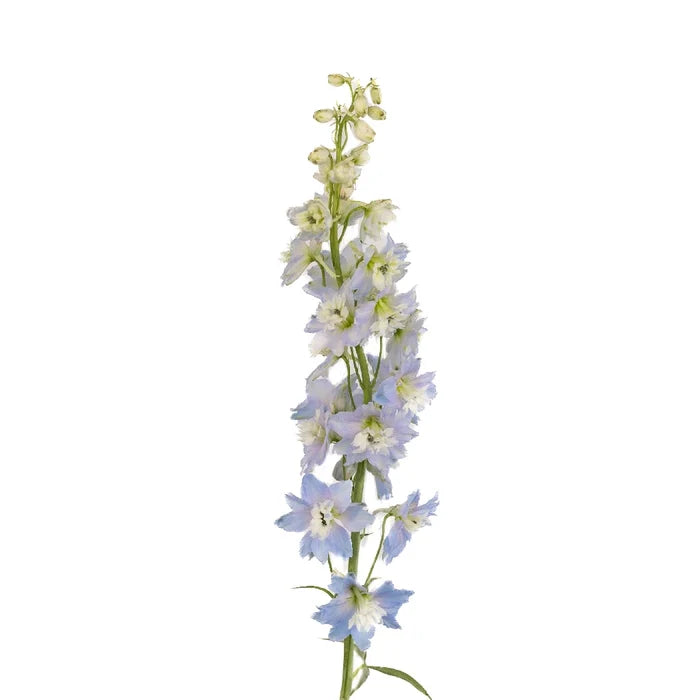 Sky Blue Designer Delphinium Flower Stem - Image