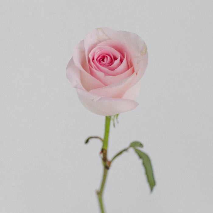 Sophie Light Pink Rose Stem - Image