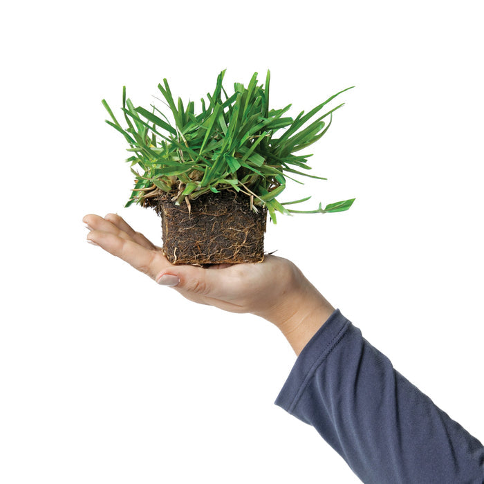 Floratam St Augustine Grass Plugs - Seed World