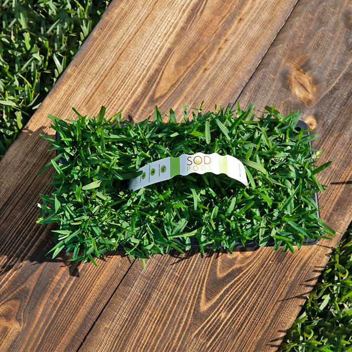 Palmetto St Augustine Grass Plugs - Seed World