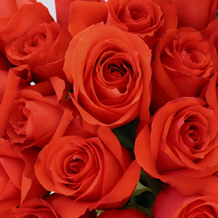 Star 2000 Orange Rose