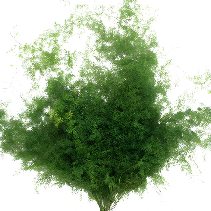 Wholesale greenery star asparagus fern fresh cut greens sold as bulk