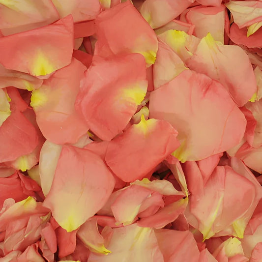 Pink Dried Rose Pedals