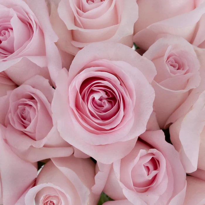Sweet Akito Light Pink Rose Close Up - Image
