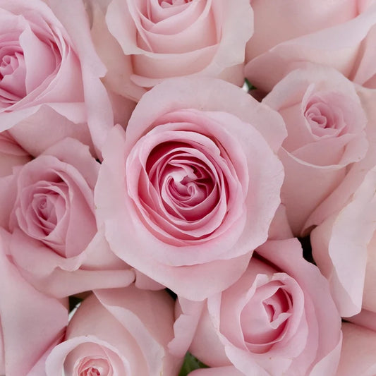 Sweet Akito Light Pink Rose Close Up - Image