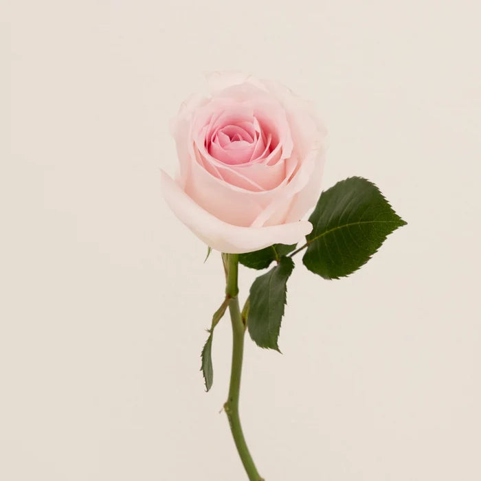 Sweet Akito Light Pink Rose Stem - Image