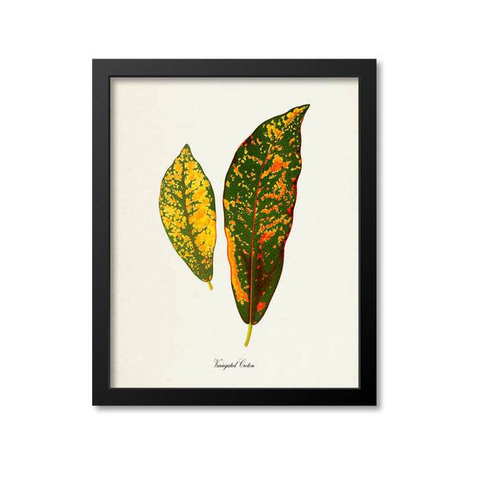 Variegated Croton Art Print