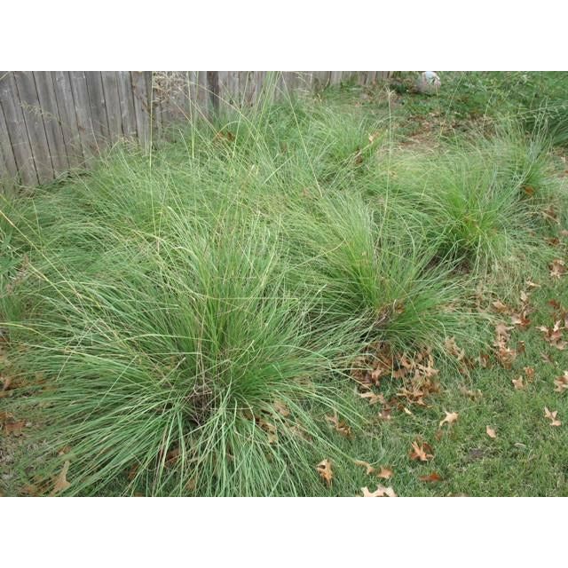 Weeping Lovegrass Seed - Seed World