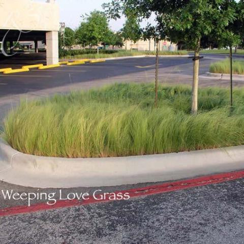 Weeping Lovegrass Seed - Seed World