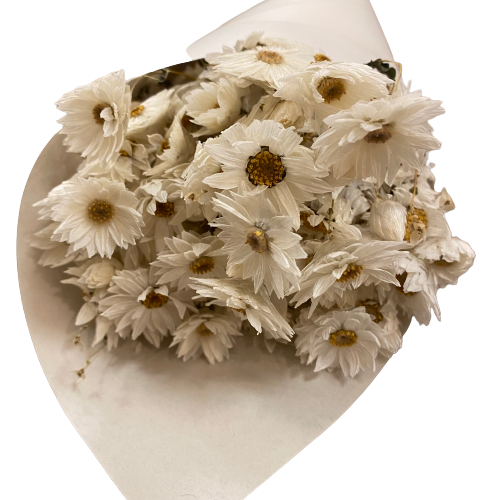 White Daisy Bunch
