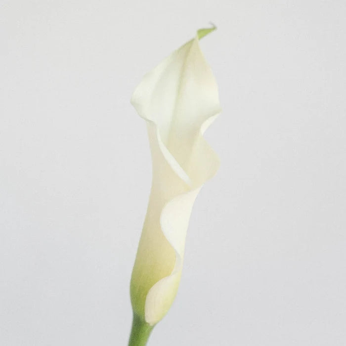 White Mini Calla Lily Flower Medium Stem - Image