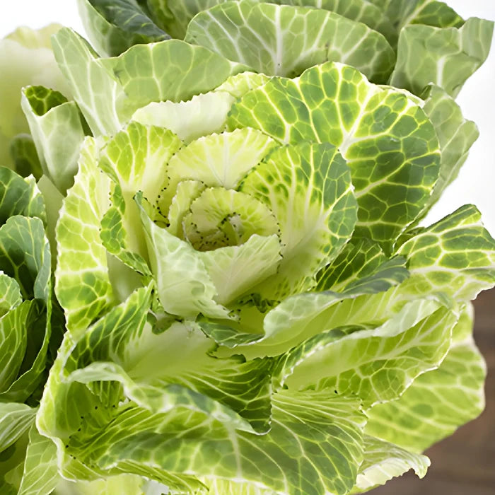 White Ornamental Kale Flowers