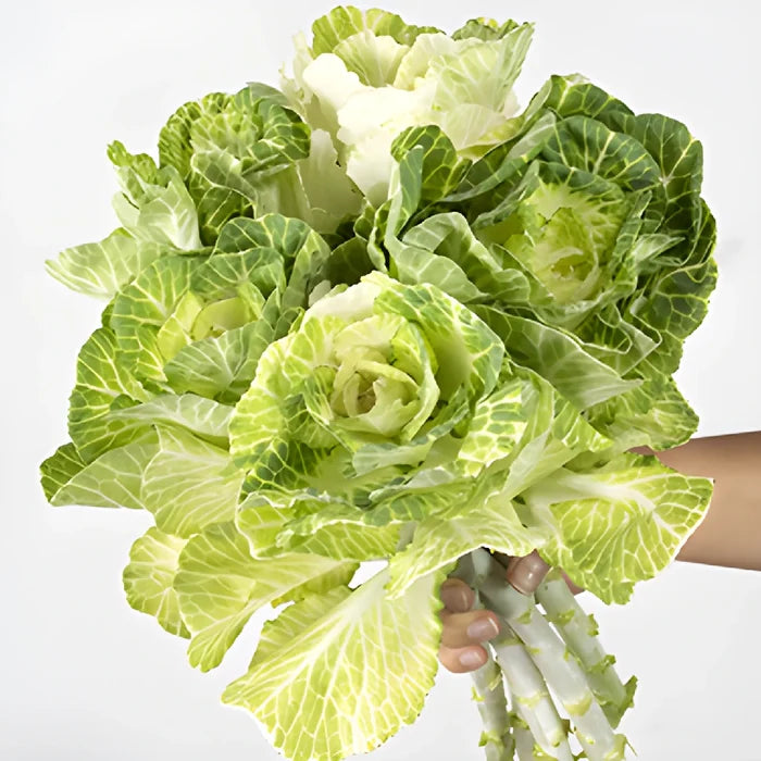 White Ornamental Kale Flowers