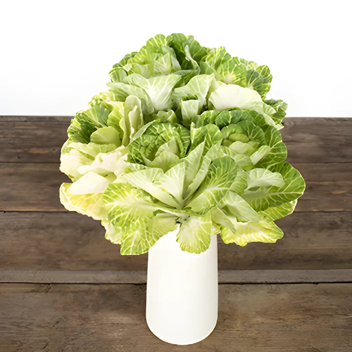 White Ornamental Kale Flowers