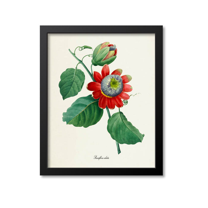 Winged-stem passion Flower Art Print