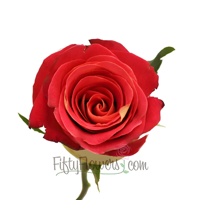 Yellow and Red Friendship Rose